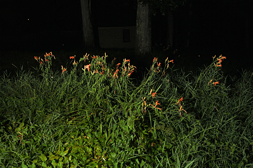 flowers at night