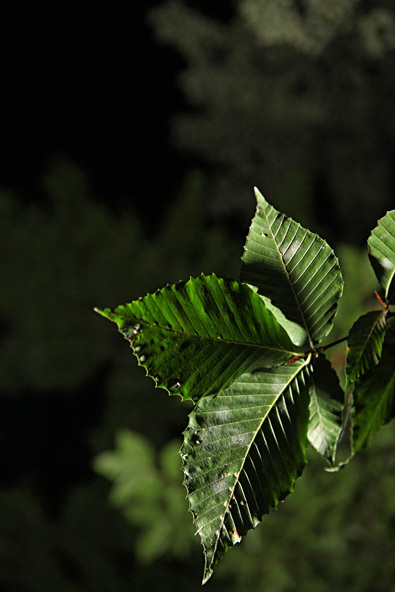 leaves at night