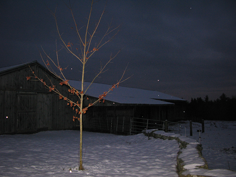 tree falling snow